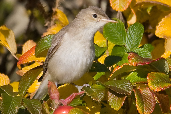 Eastern Olivaceous Warbler