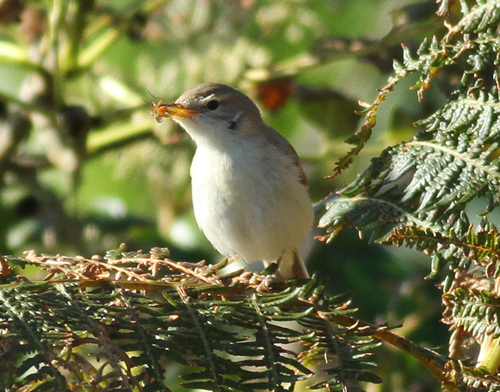 Booted Warbler