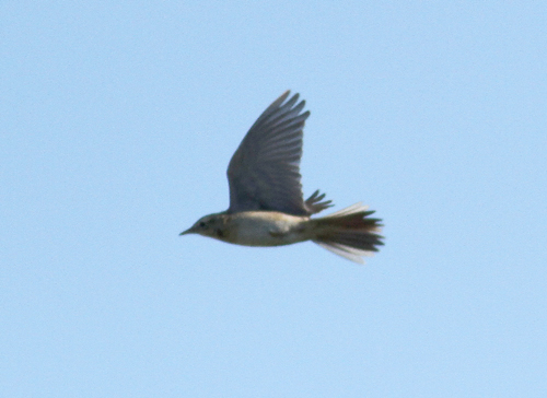 Richard's Pipit