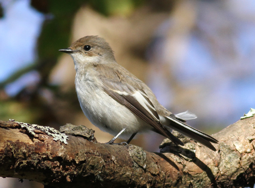 Pied Flycatcher