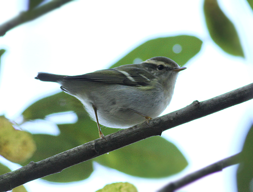 Hume's Yellow-browed Warbler