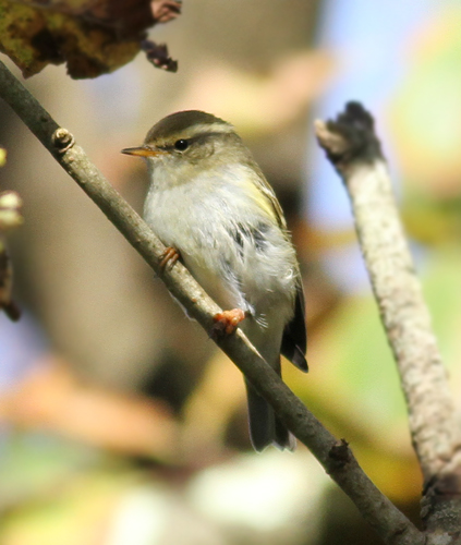 Yellow-browed Warbler