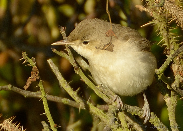 Eastern Olivaceous Warbler