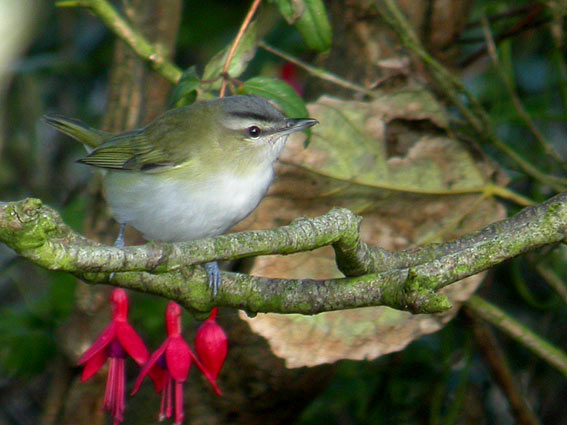 Red-eyed Vireo