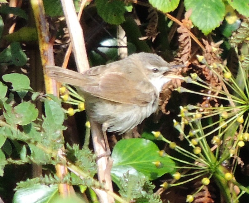 Paddyfield Warbler