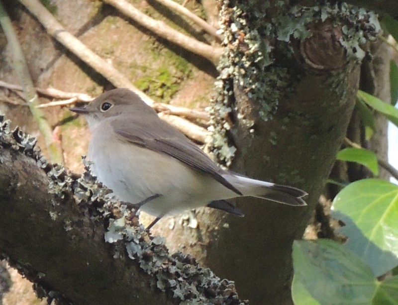 Red-breasted Flycatcher