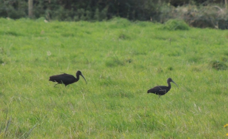 Glossy Ibis