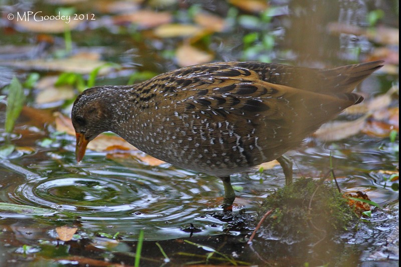 Spotted Crake