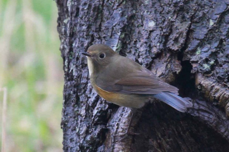 Red-flanked Bluetail
