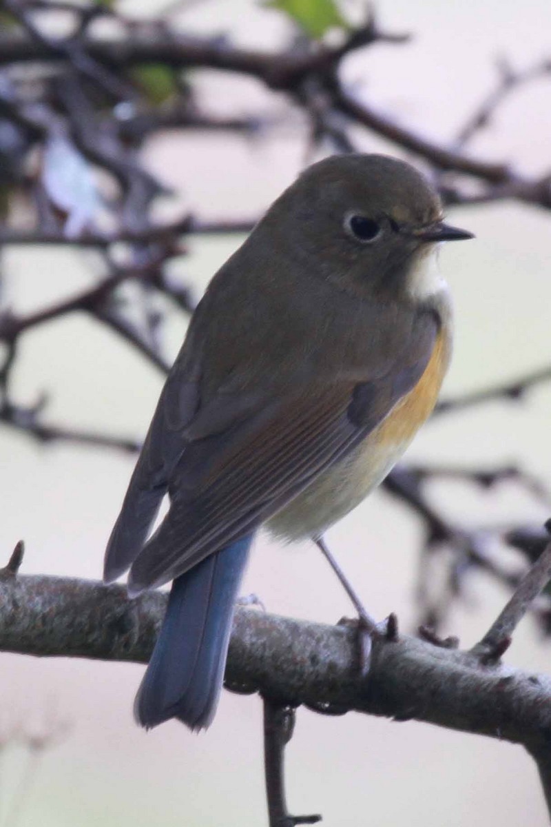 Red-flanked Bluetail