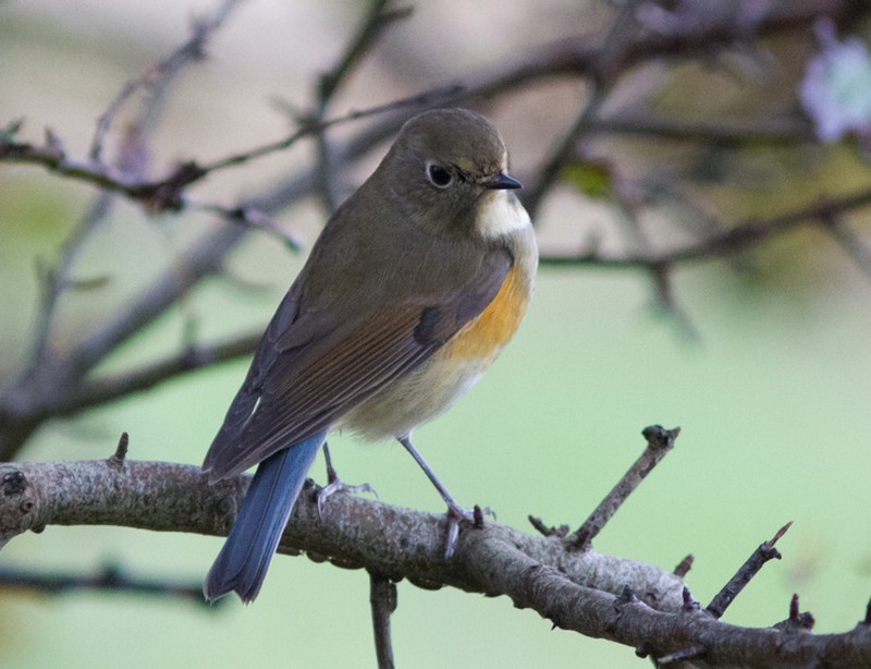Red-flanked Bluetail