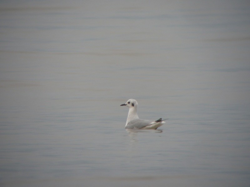 Bonaparte's Gull