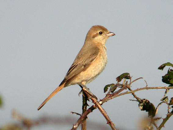 Daurian Shrike