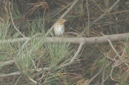 Olive-backed Pipit