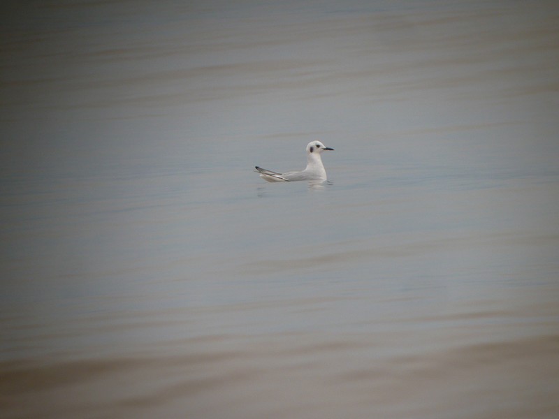 Bonaparte's Gull