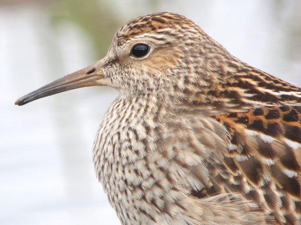Pectoral Sandpiper