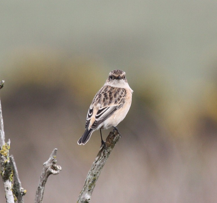 Siberian Stonechat