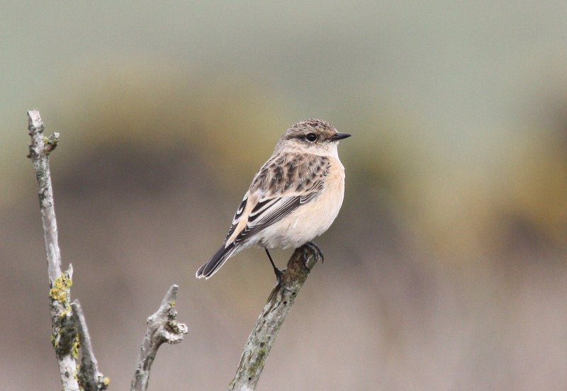 Siberian Stonechat