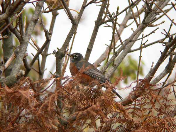 American Robin