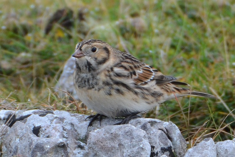 Lapland Bunting