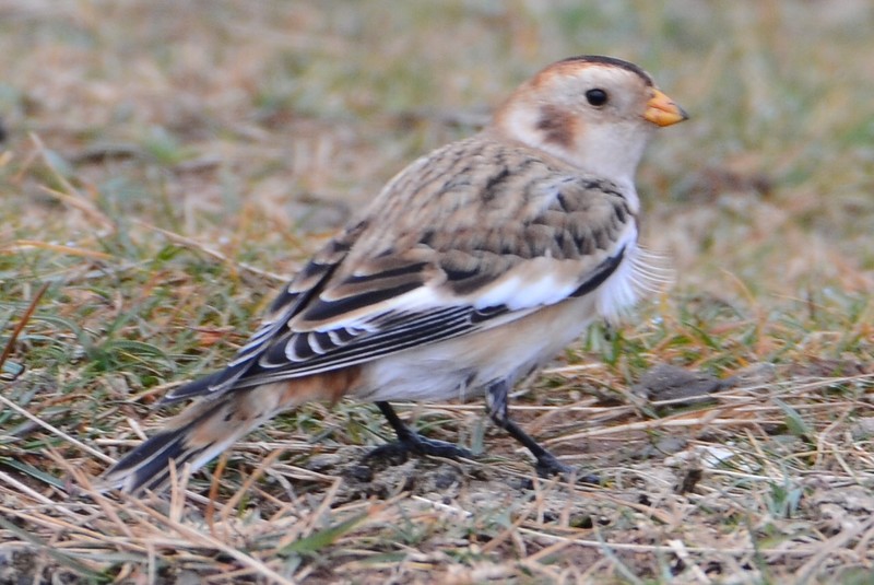Snow Bunting