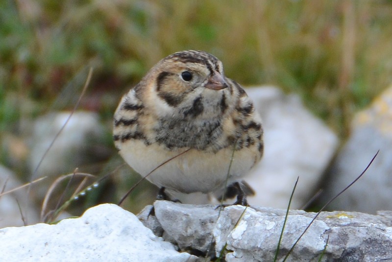 Lapland Bunting