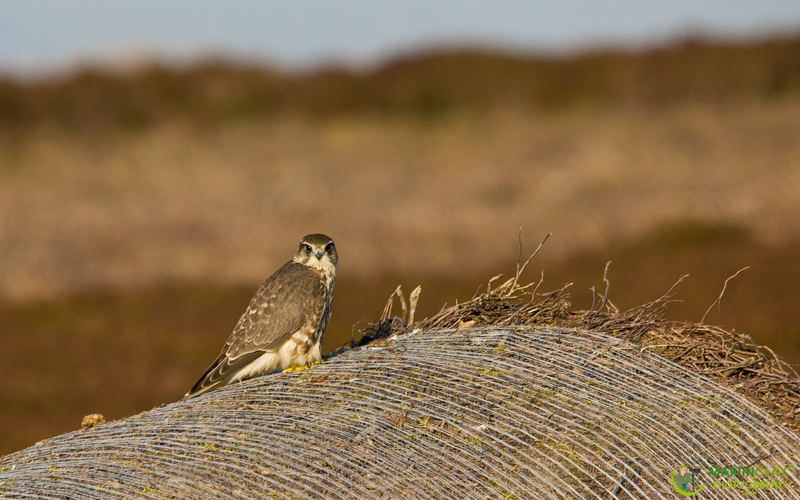 Merlin