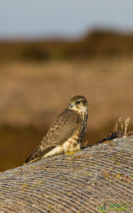 Merlin