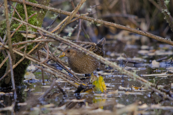Spotted Crake