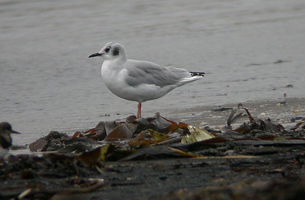 Bonaparte's Gull