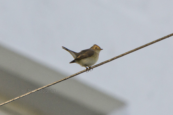 Red-breasted Flycatcher