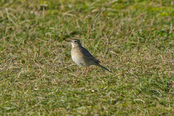 Richard's Pipit