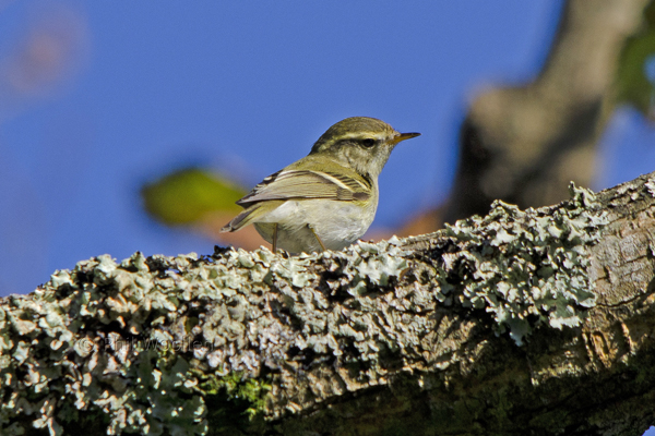 Yellow-browed Warbler