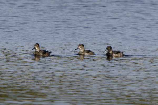 Ring-necked Duck