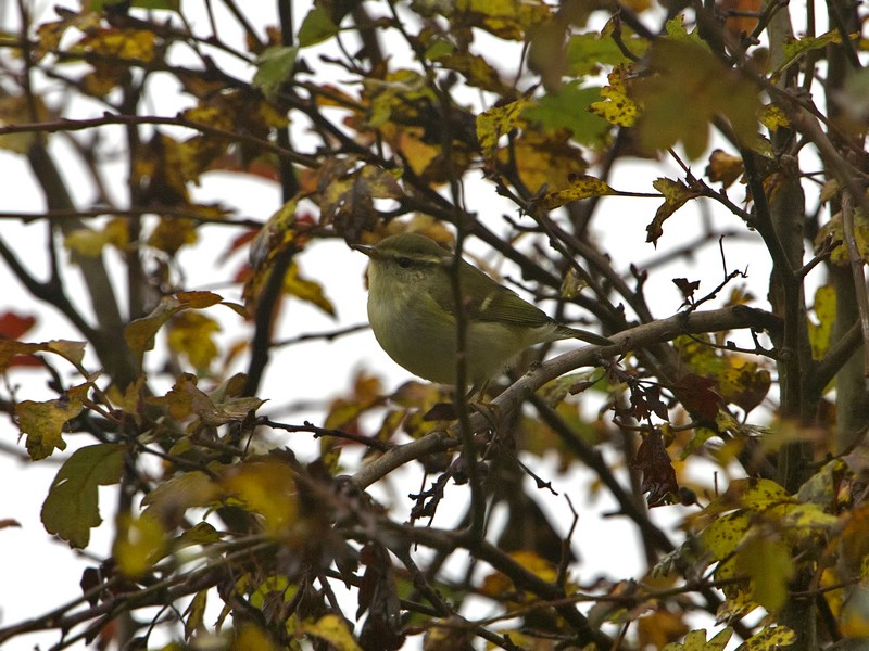 Yellow-browed Warbler