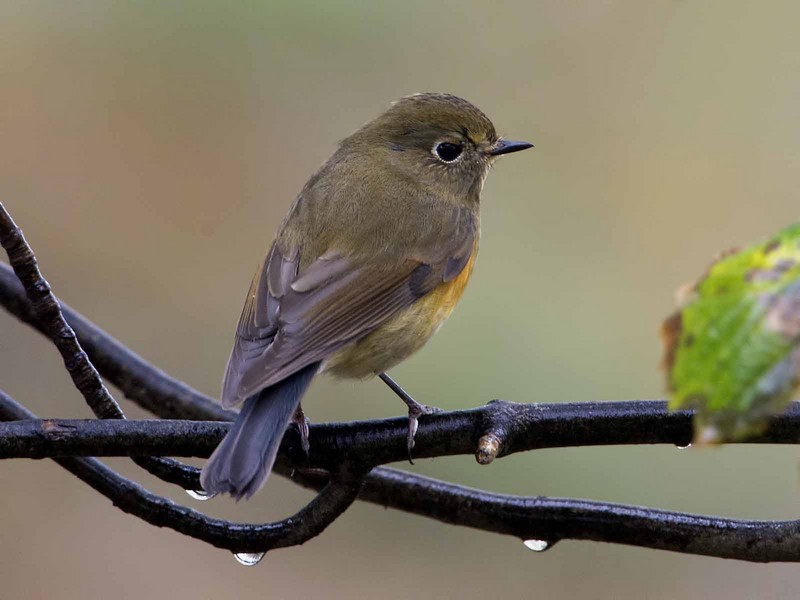 Red-flanked Bluetail