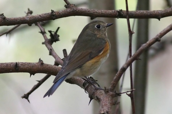 Red-flanked Bluetail
