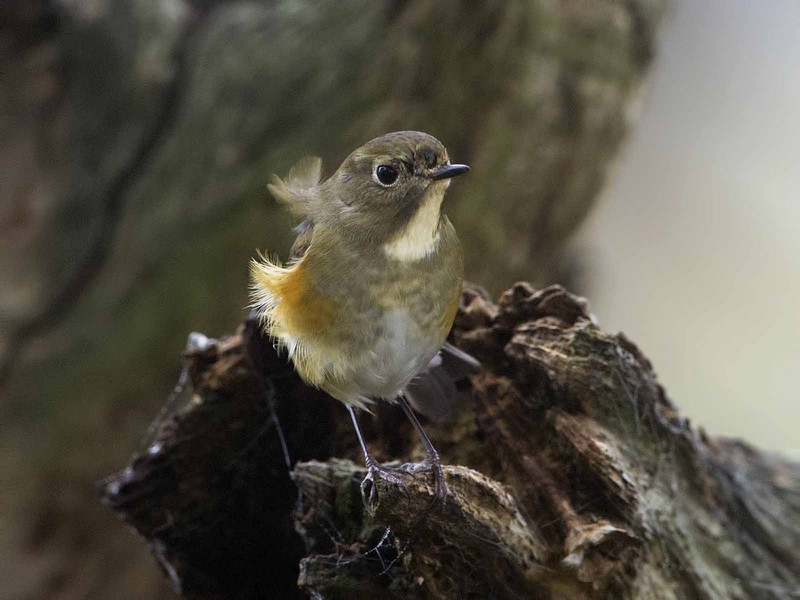 Red-flanked Bluetail