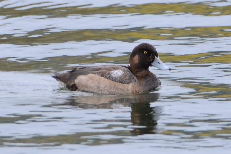 Scaup