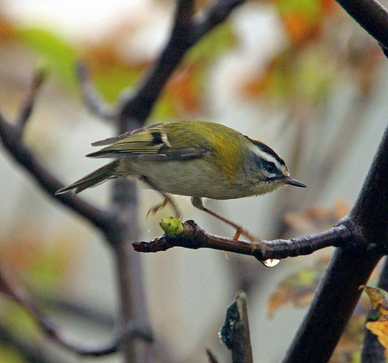 Firecrest