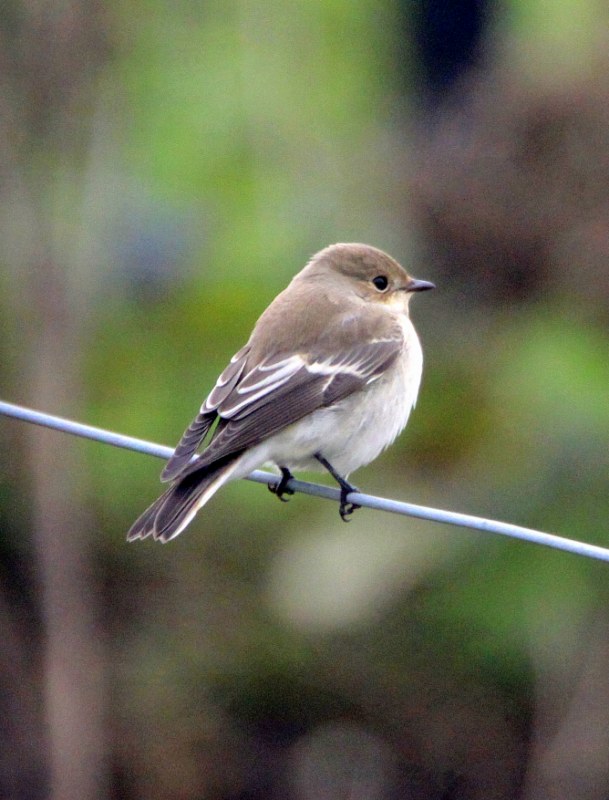 Pied Flycatcher