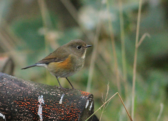 Red-flanked Bluetail