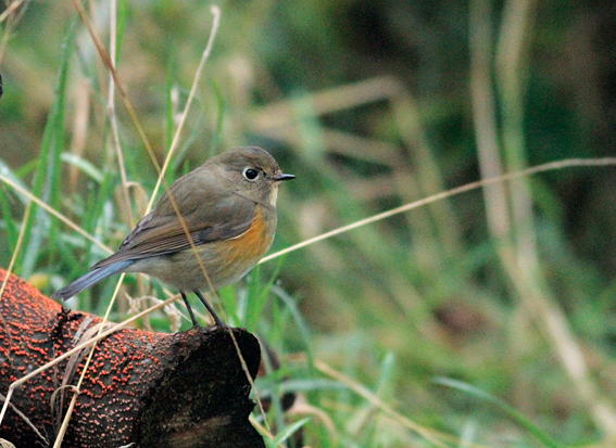 Red-flanked Bluetail