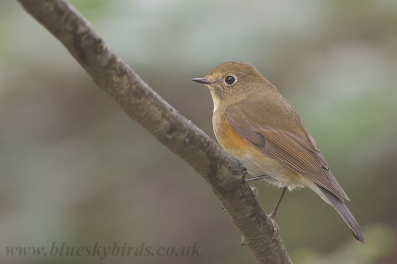 Red-flanked Bluetail