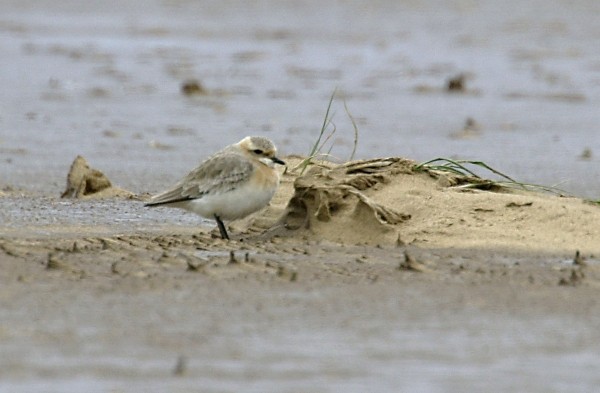 Lesser Sand Plover