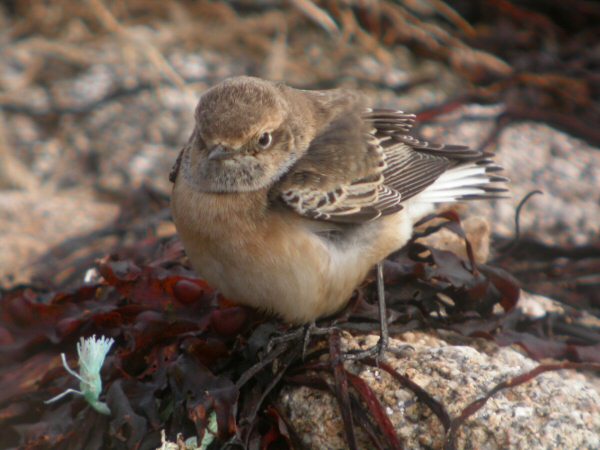 Pied Wheatear