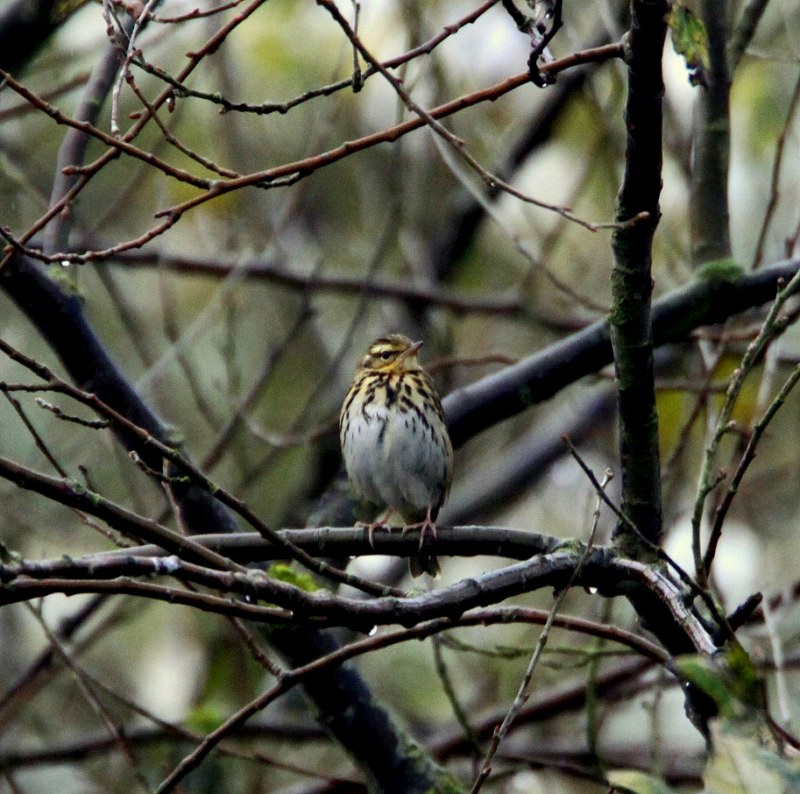 Olive-backed Pipit
