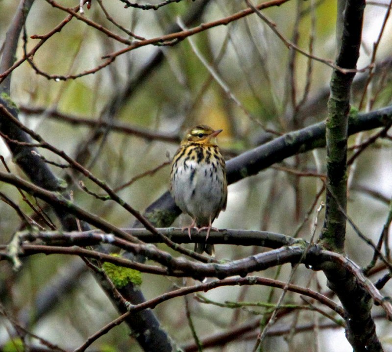 Olive-backed Pipit