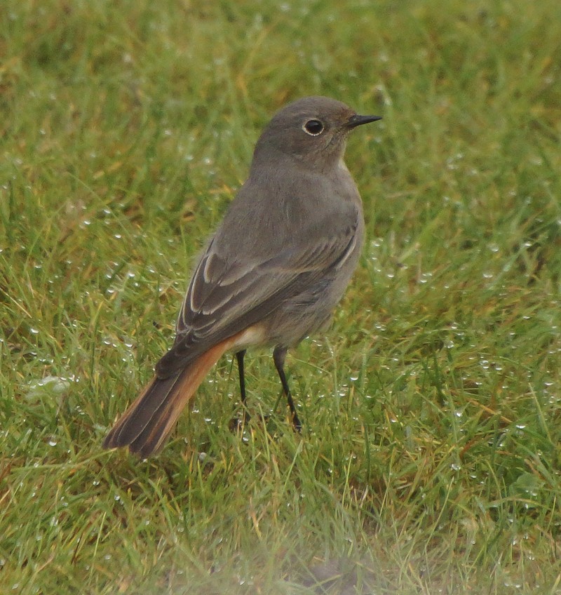 Black Redstart