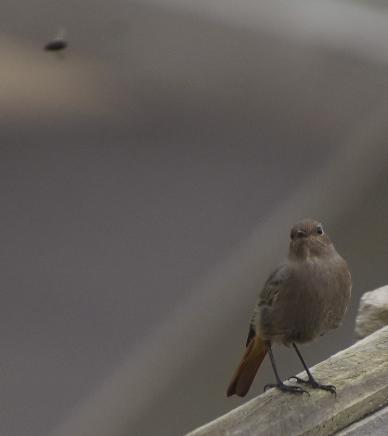 Black Redstart